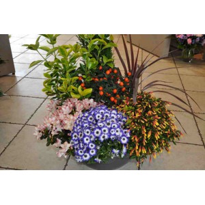 Coupes 7 plantes