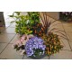 Coupes 7 plantes