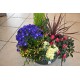 Coupes 6 plantes 