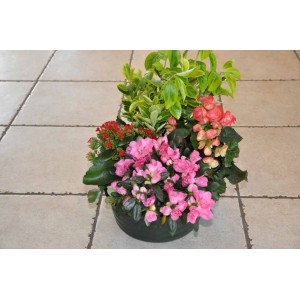 Coupes 4 plantes